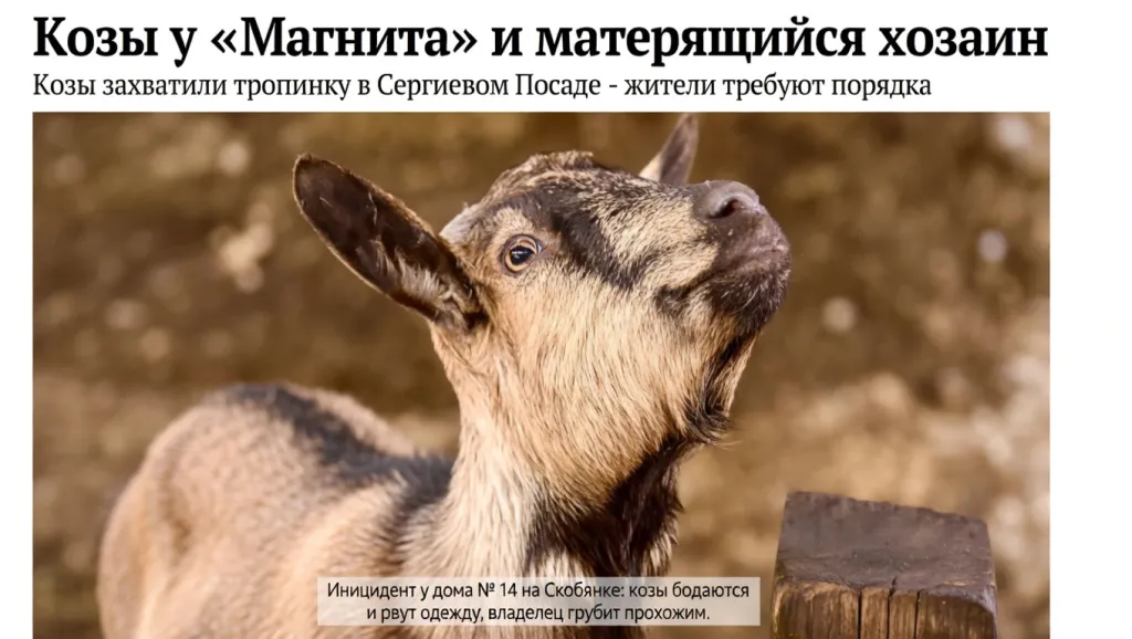 Козы у «Магнита» и матерящийся хозяин